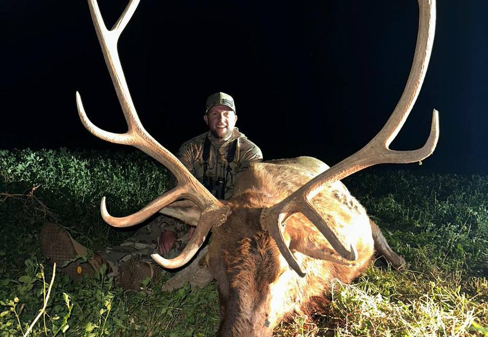 Trophy bull elk taken at last light in New Mexico ranch country