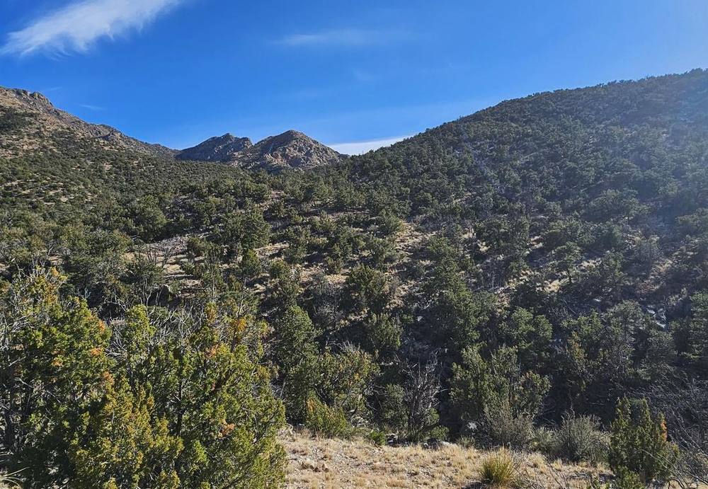 Juniper-covered canyon walls in the rugged country Barbary sheep live in